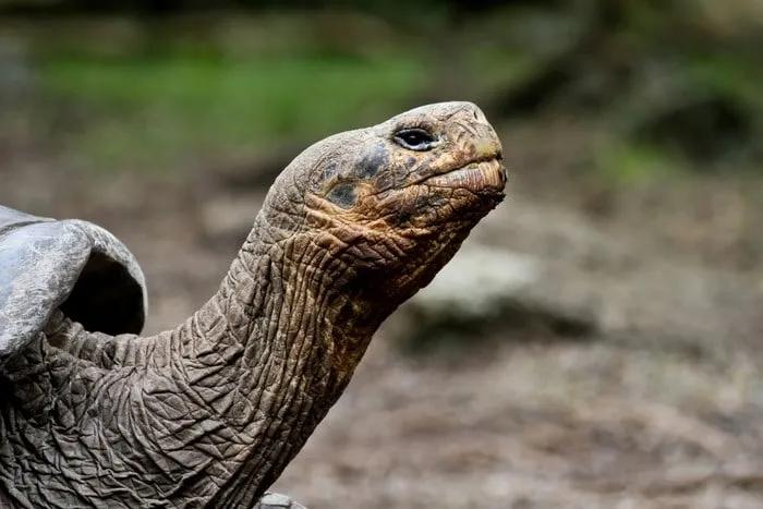Tortuga gigante de Galápagos, símbolo icónico de las islas y su biodiversidad.