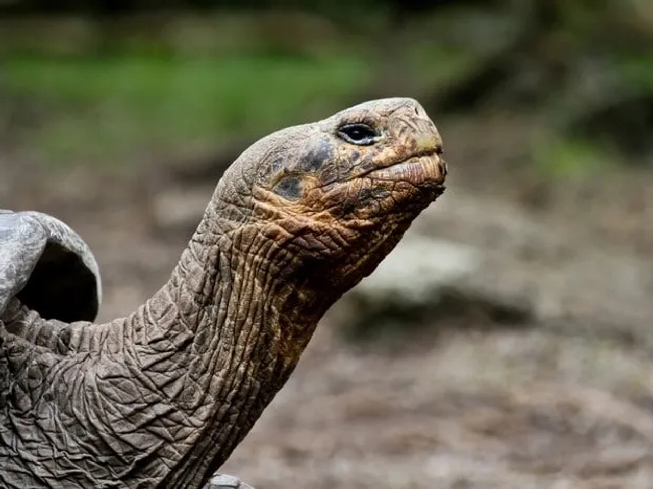 Tortuga gigante de Galápagos, símbolo icónico de las islas y su biodiversidad.