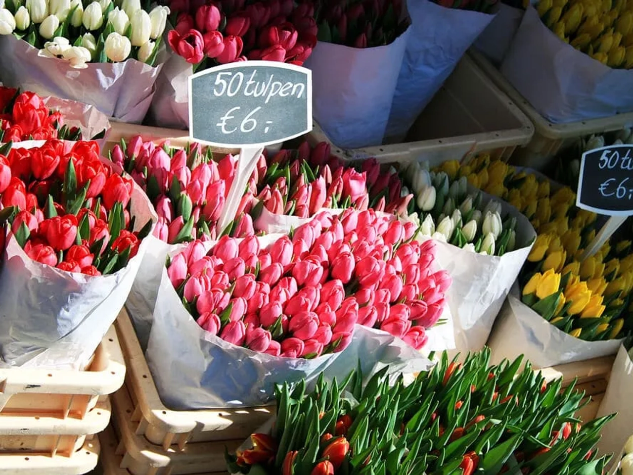 campos de tulipas holanda