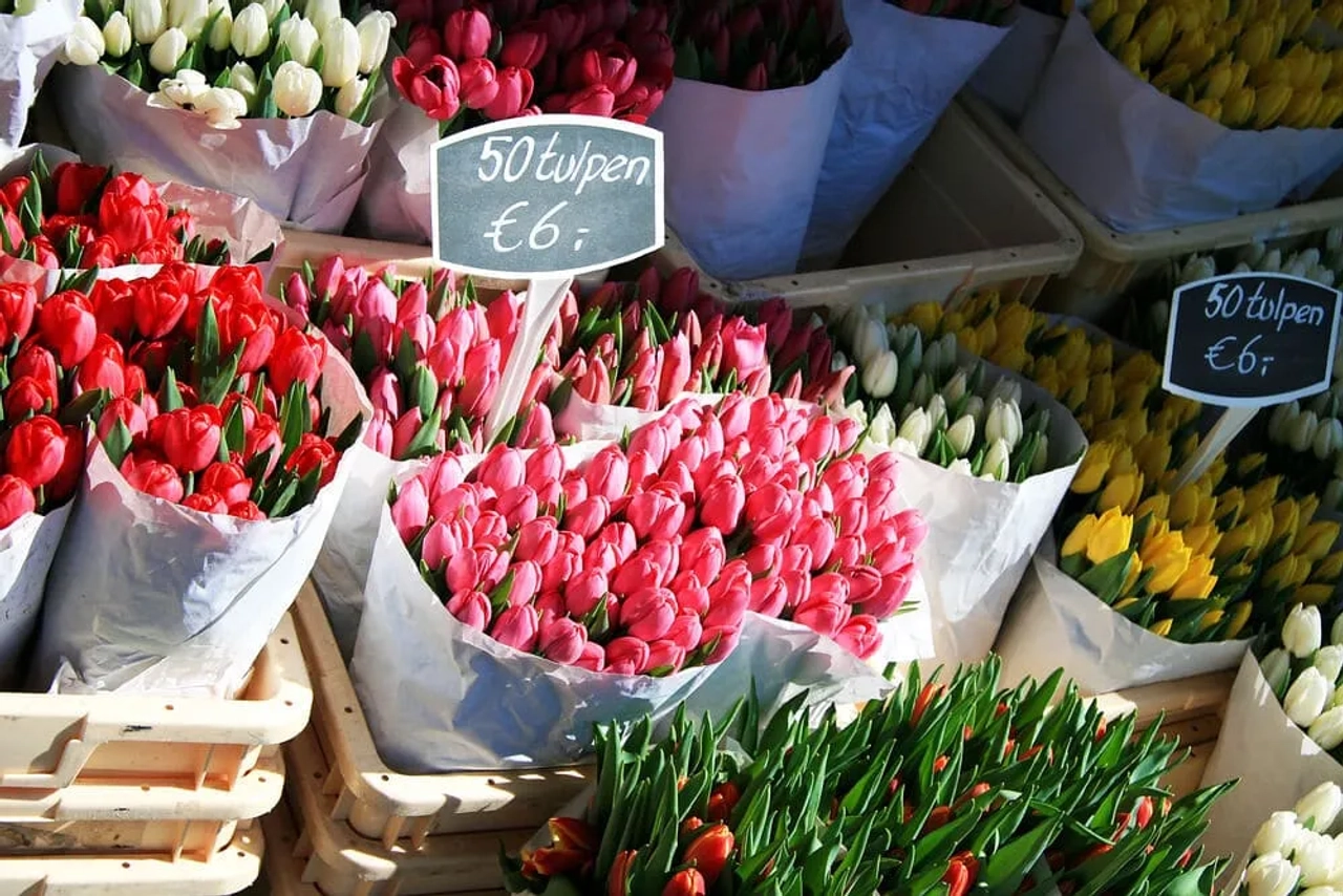 campos de tulipas holanda