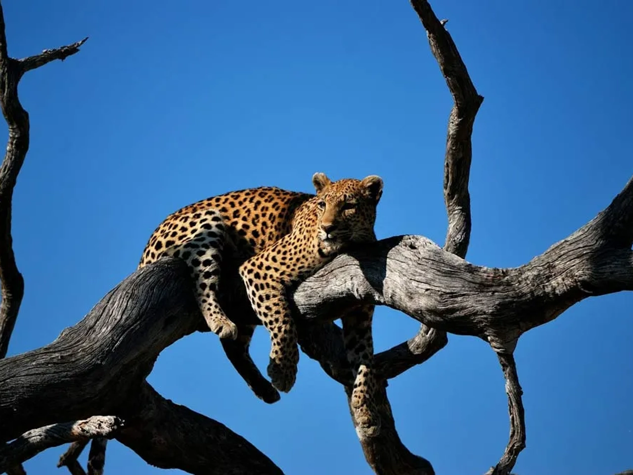 seguro para viajar a Botswana