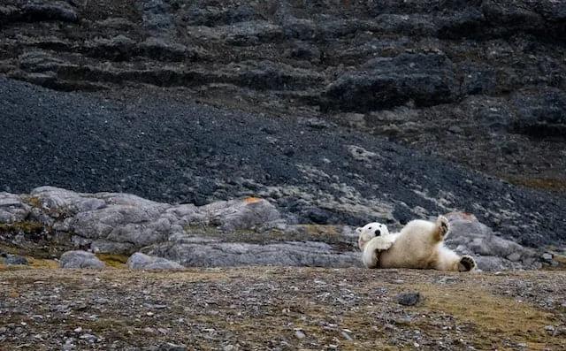 urso polar a rebolar no chão em Svalbard na Noruega
