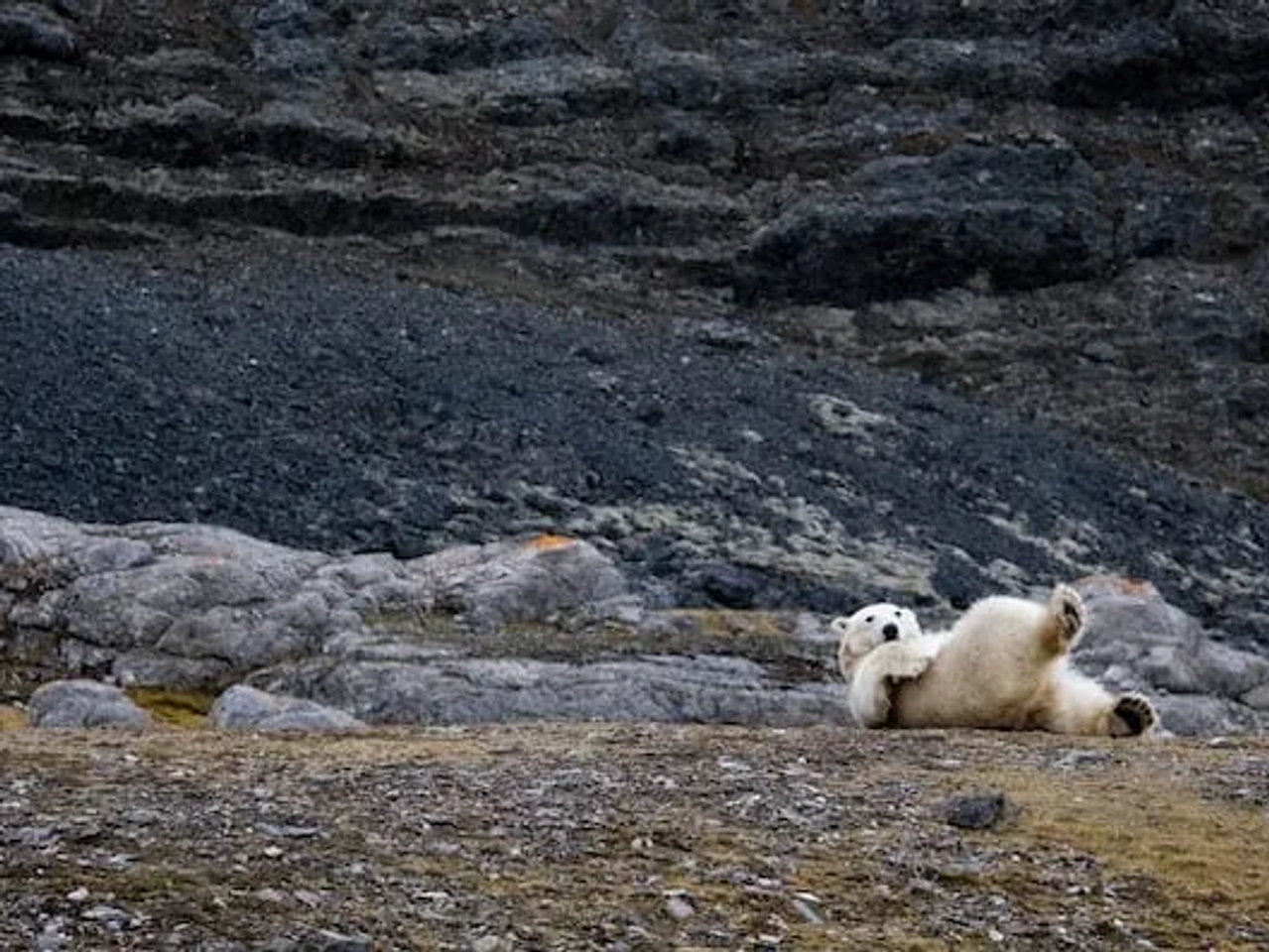 urso polar a rebolar no chão em Svalbard na Noruega