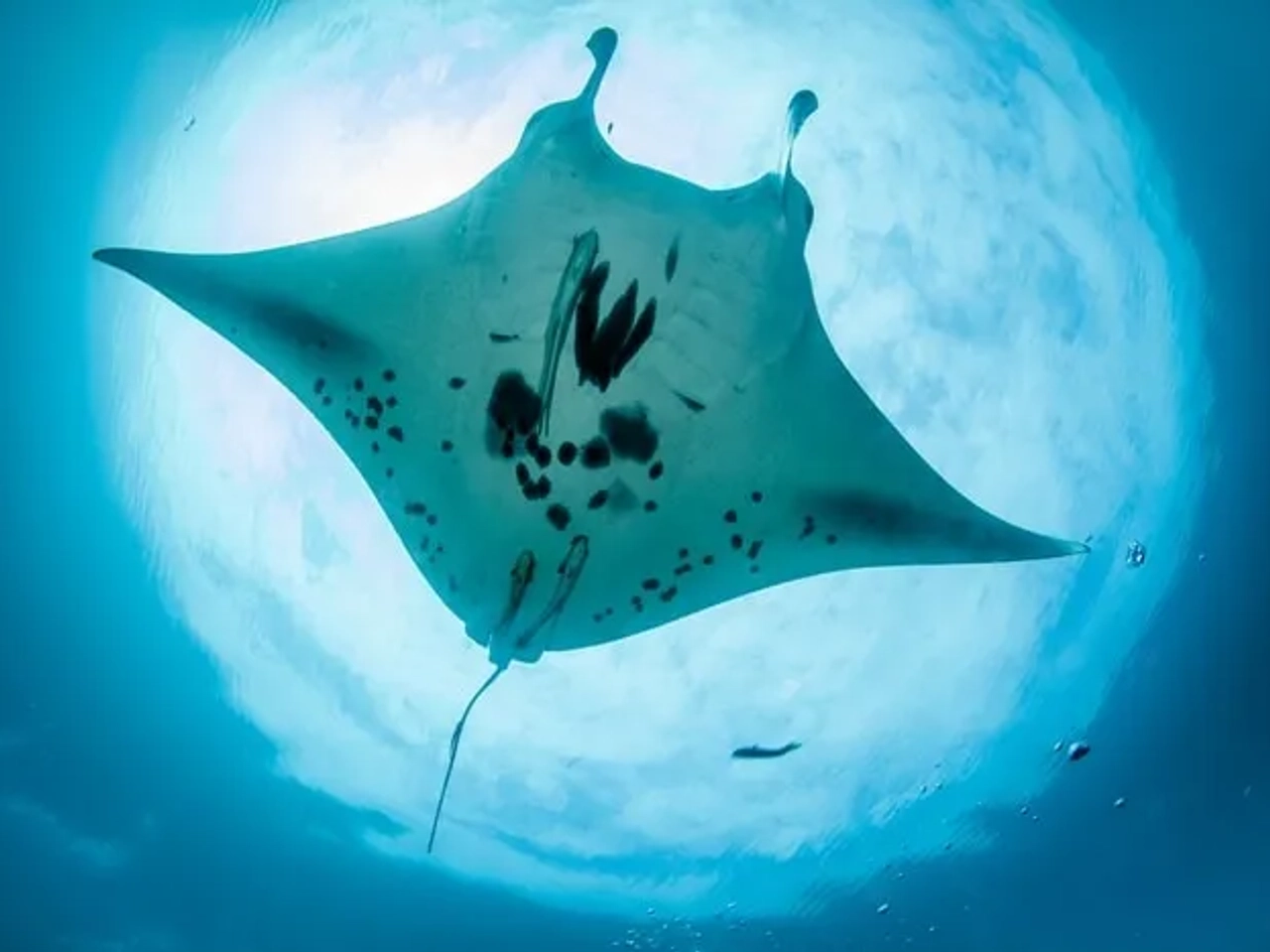 Indonesia Raja Ampat