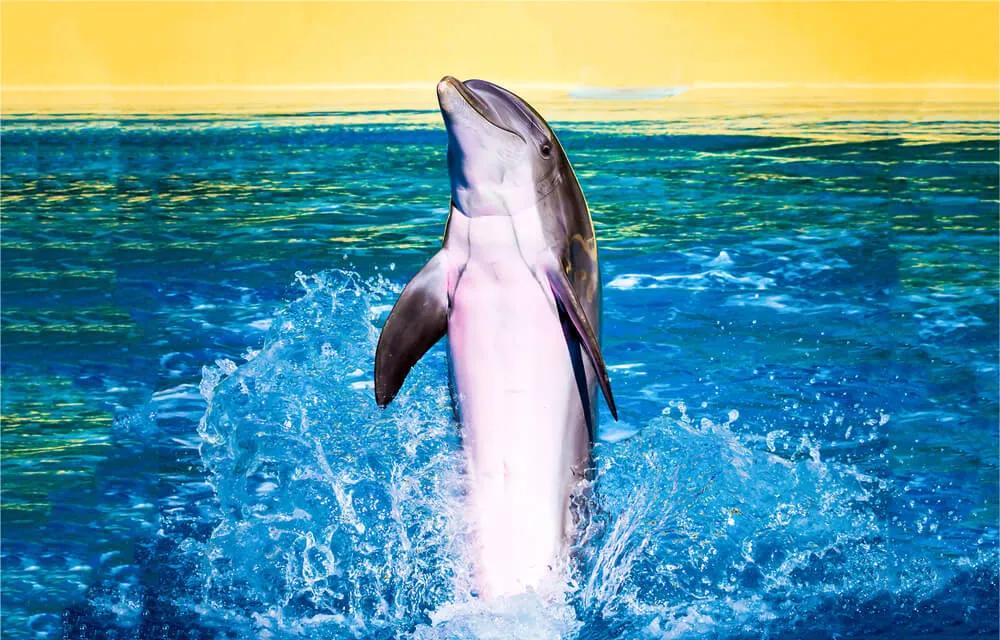 golfinho numa piscina com fundo amarelo