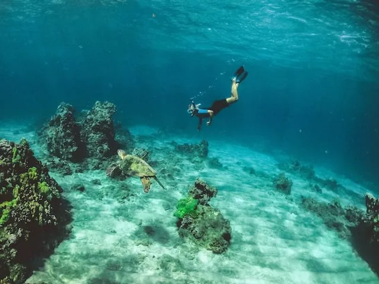 rapariga a fazer snorkelling com uma tartaruga no mar vermelho