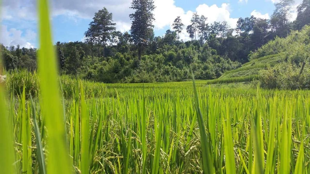 Seguro de viaje Tailandia