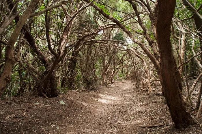 bosque encantado tenerife caminhadas