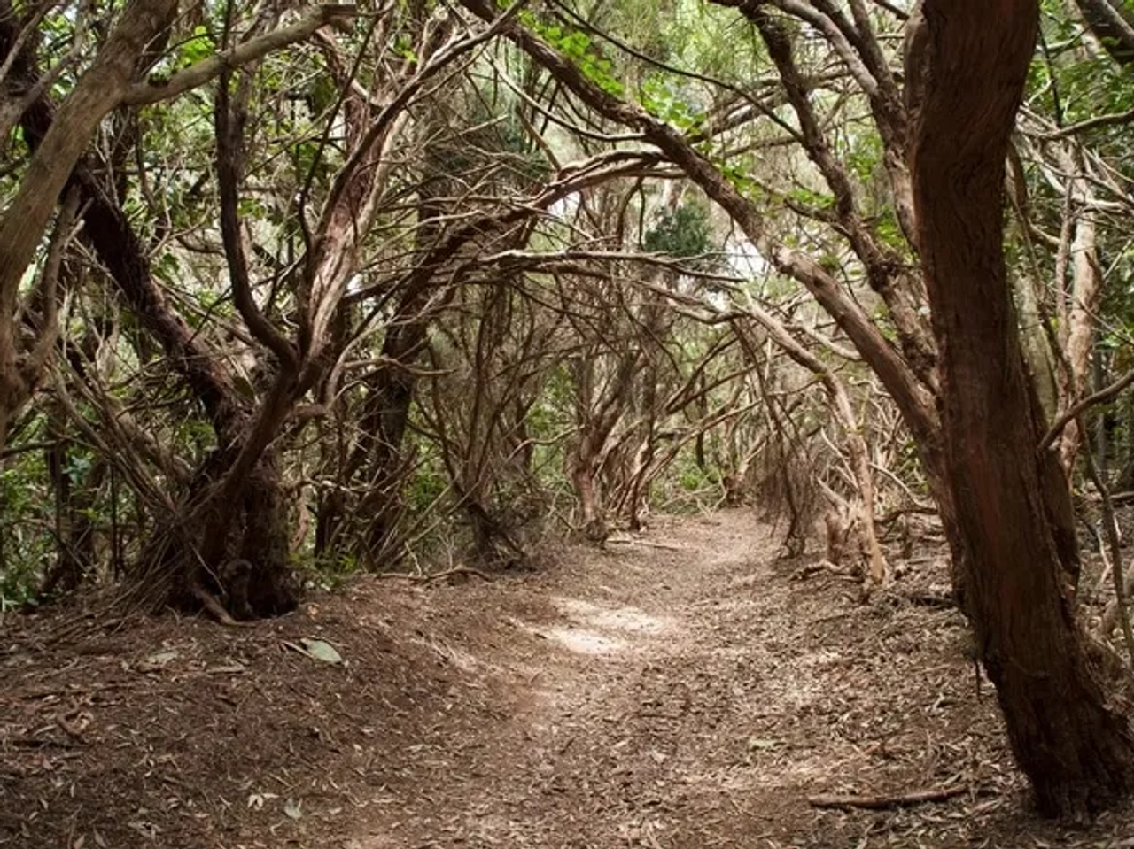 bosque encantado tenerife caminhadas