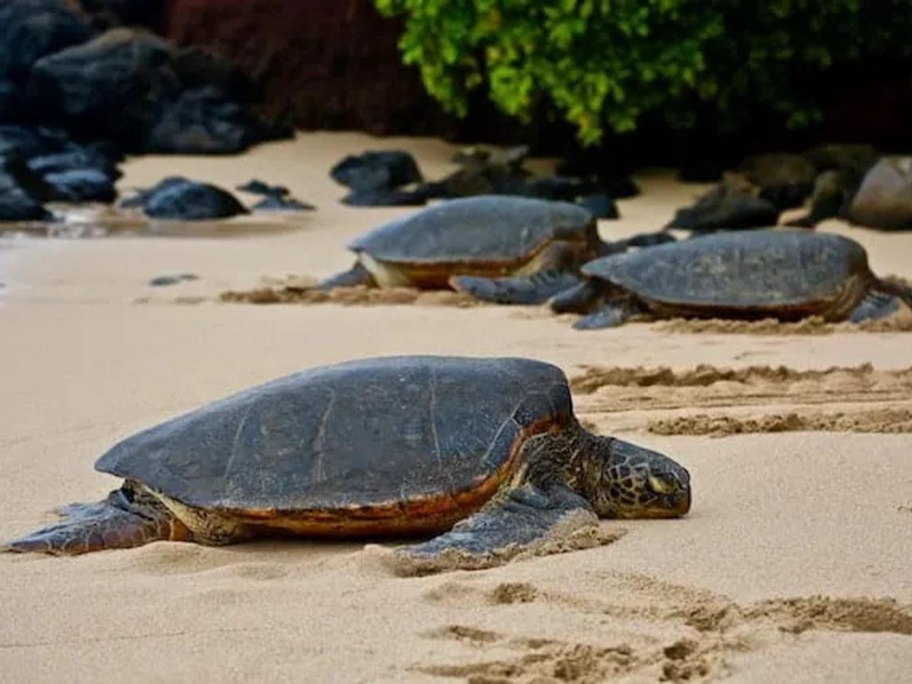 tartarugas na praia em Maui