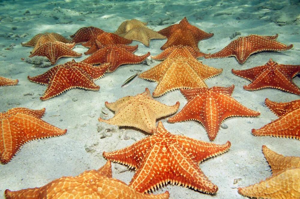 estrelas do mar laranja submersas