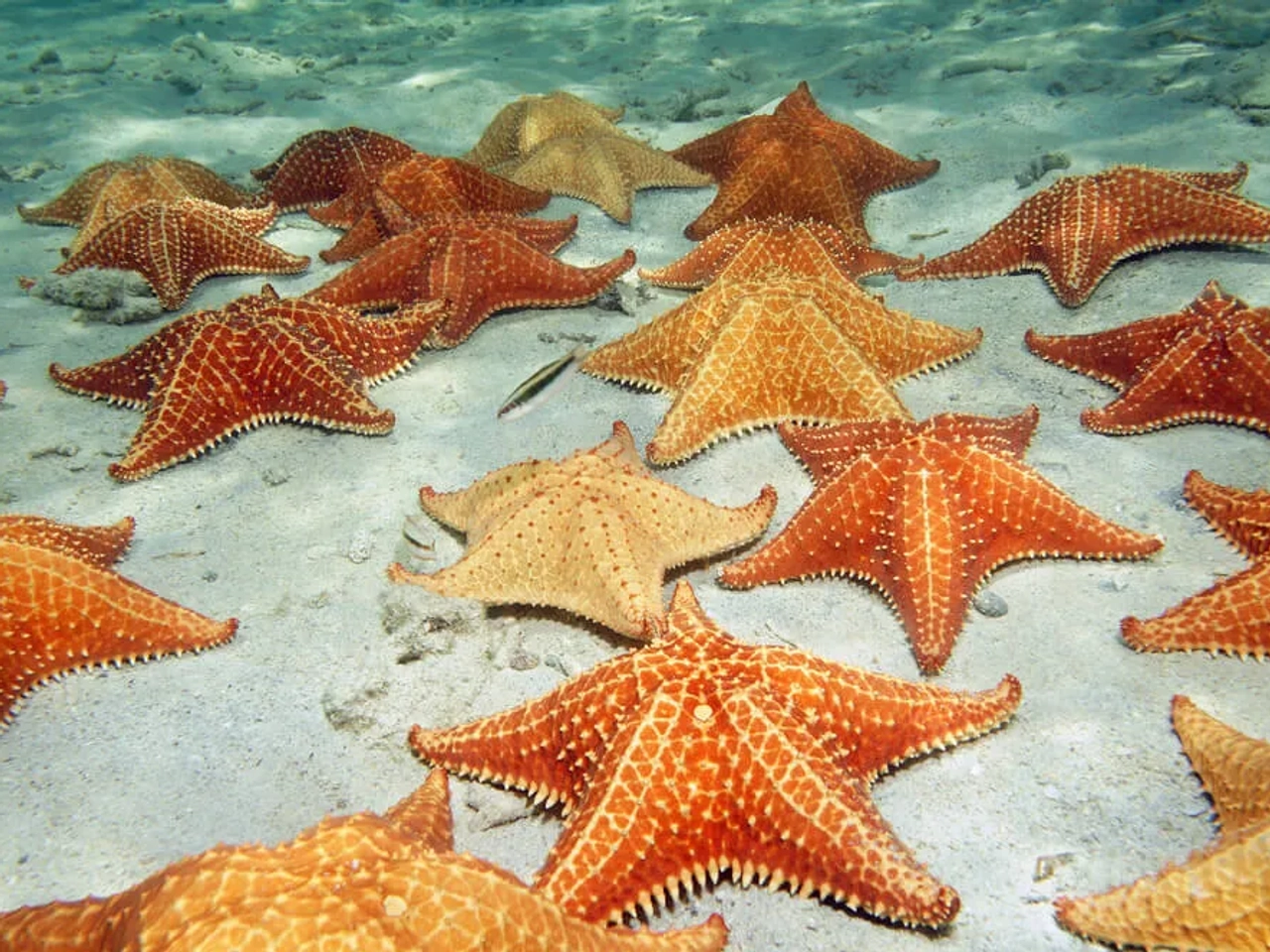 estrelas do mar laranja submersas