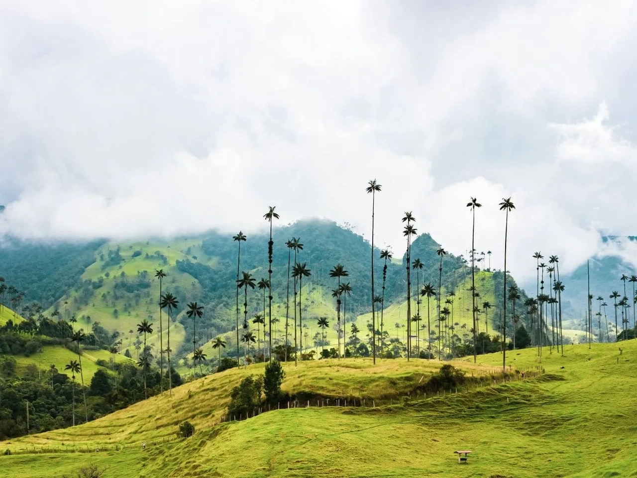 Paisagem montanhosa da Colômbia com palmeiras altas e nuvens.