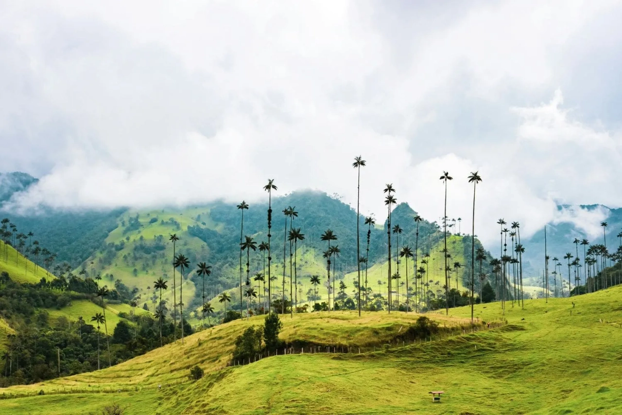 Vale de Cocora, na Colômbia, com palmeiras-de-cera e montanhas ao fundo.