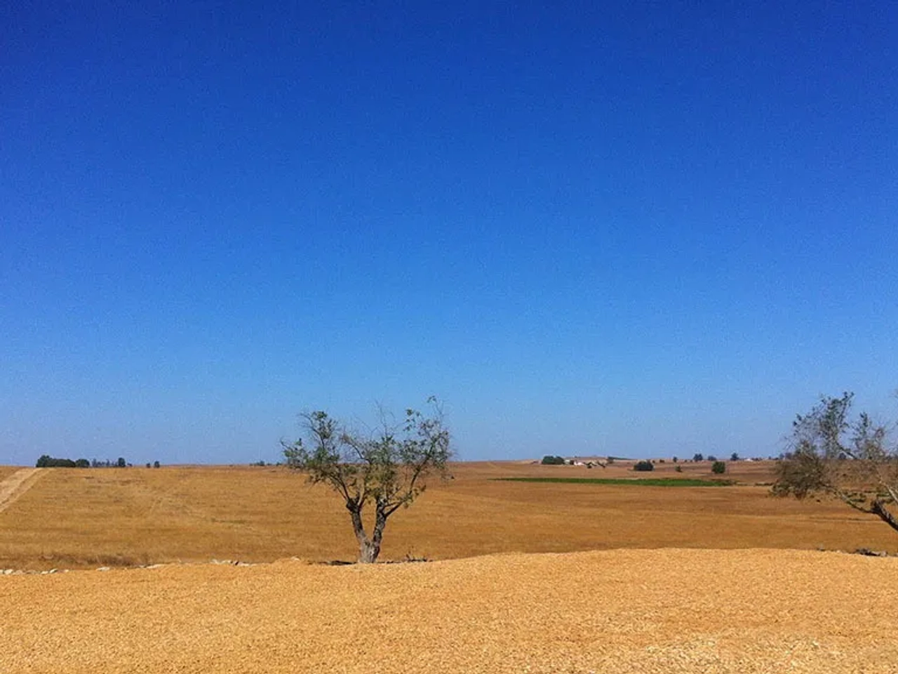Paisagem rural em Portugal com árvores e céu azul. Ideal para campismo.
