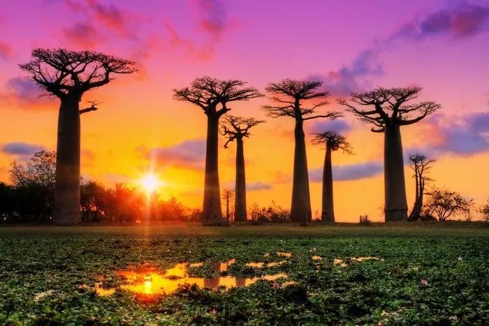 Atardecer en Madagascar con baobabs y reflejos en el agua.