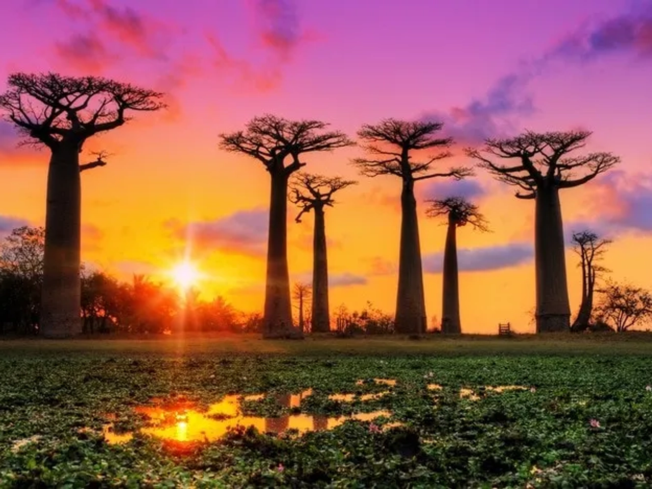 Atardecer en Madagascar con baobabs y reflejos en el agua.