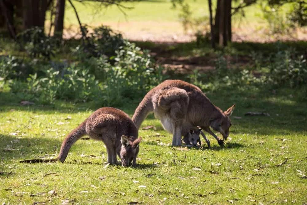 canguros en Great Ocean Road