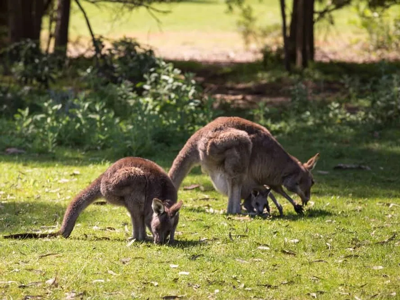 canguros en Great Ocean Road