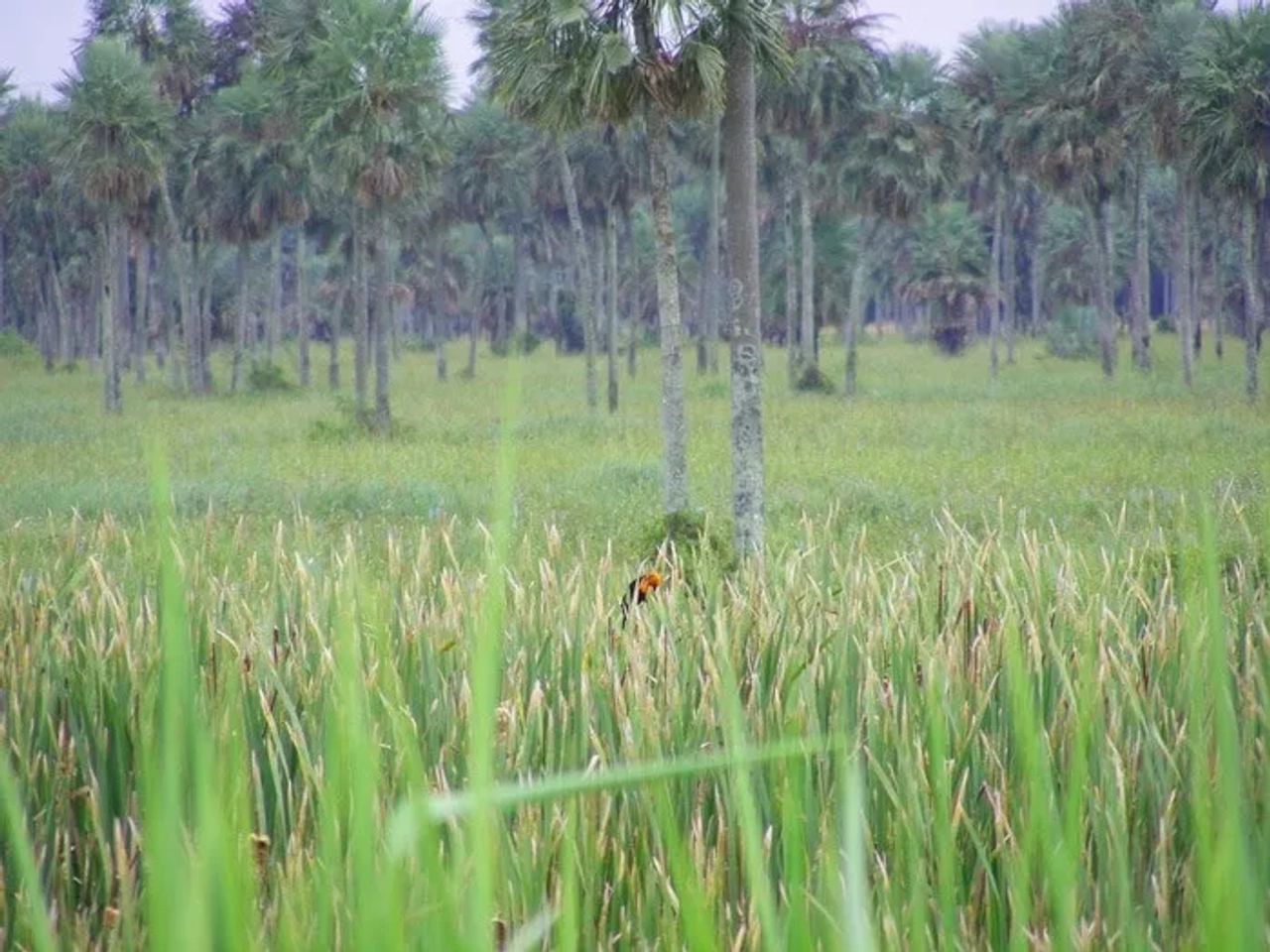 que hacer en Paraguay