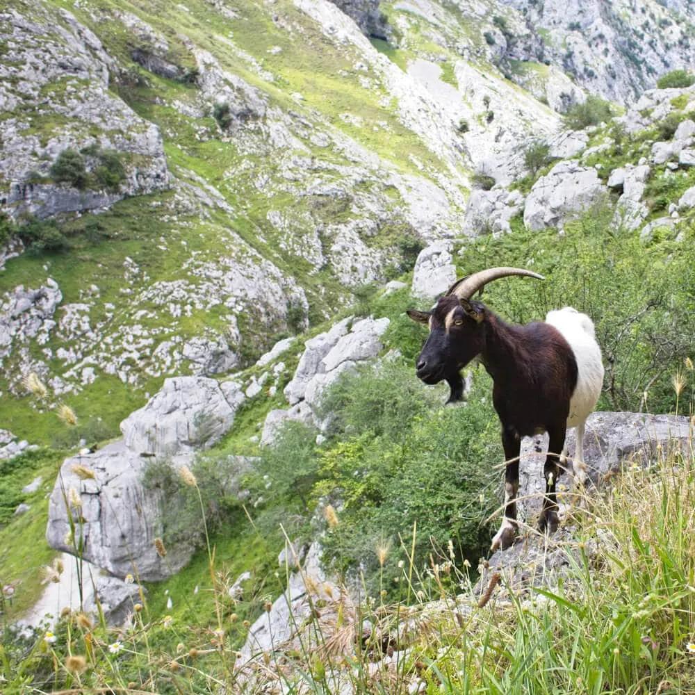 cabra nos picos da europa
