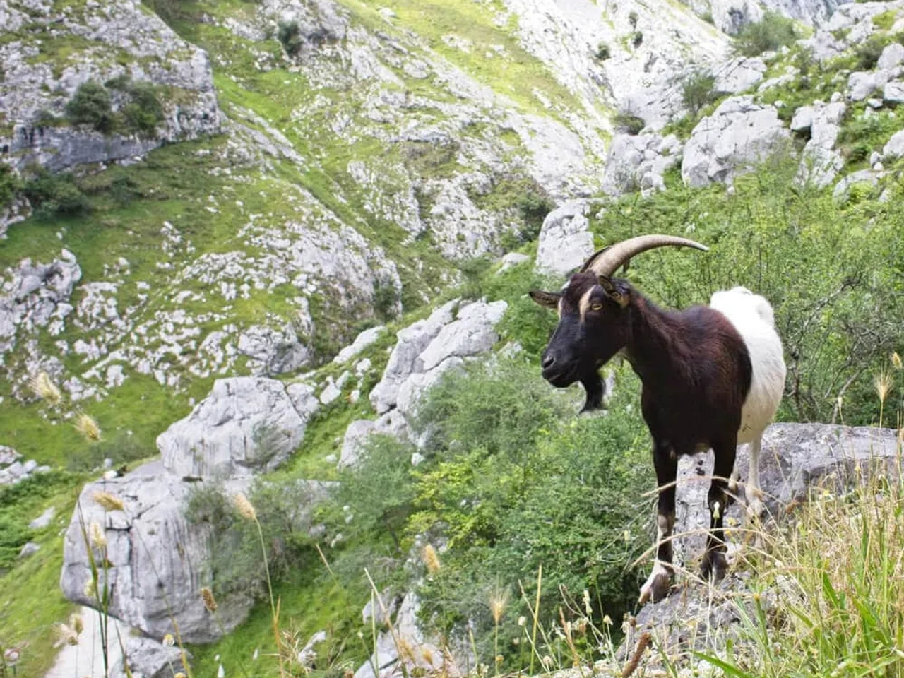 cabra nos picos da europa