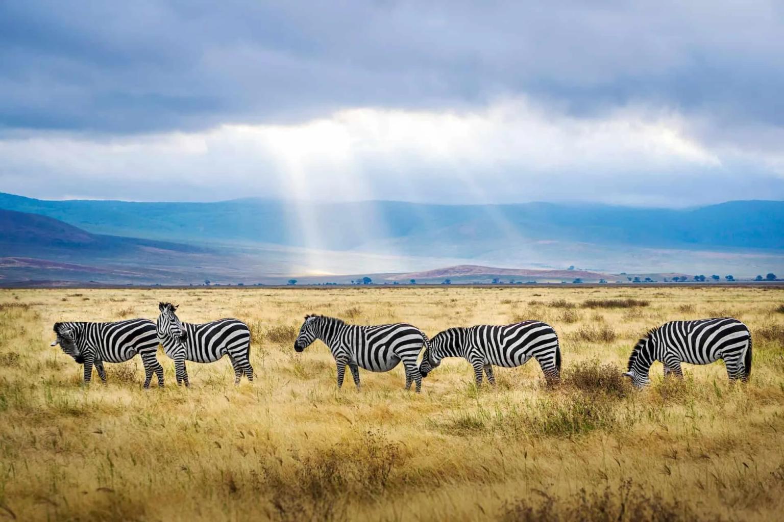 zebras ngorongoro crater, tanzania