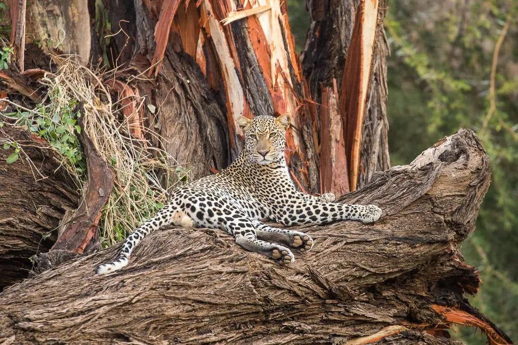 Un leopardo descansando sobre un tronco en un entorno natural.