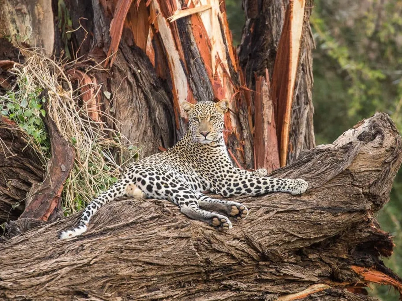Un leopardo descansando sobre un tronco en un entorno natural.