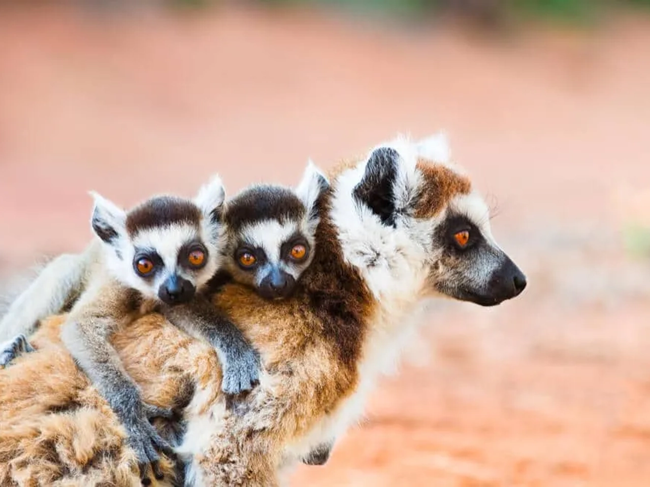 anja ambalabao madagascar