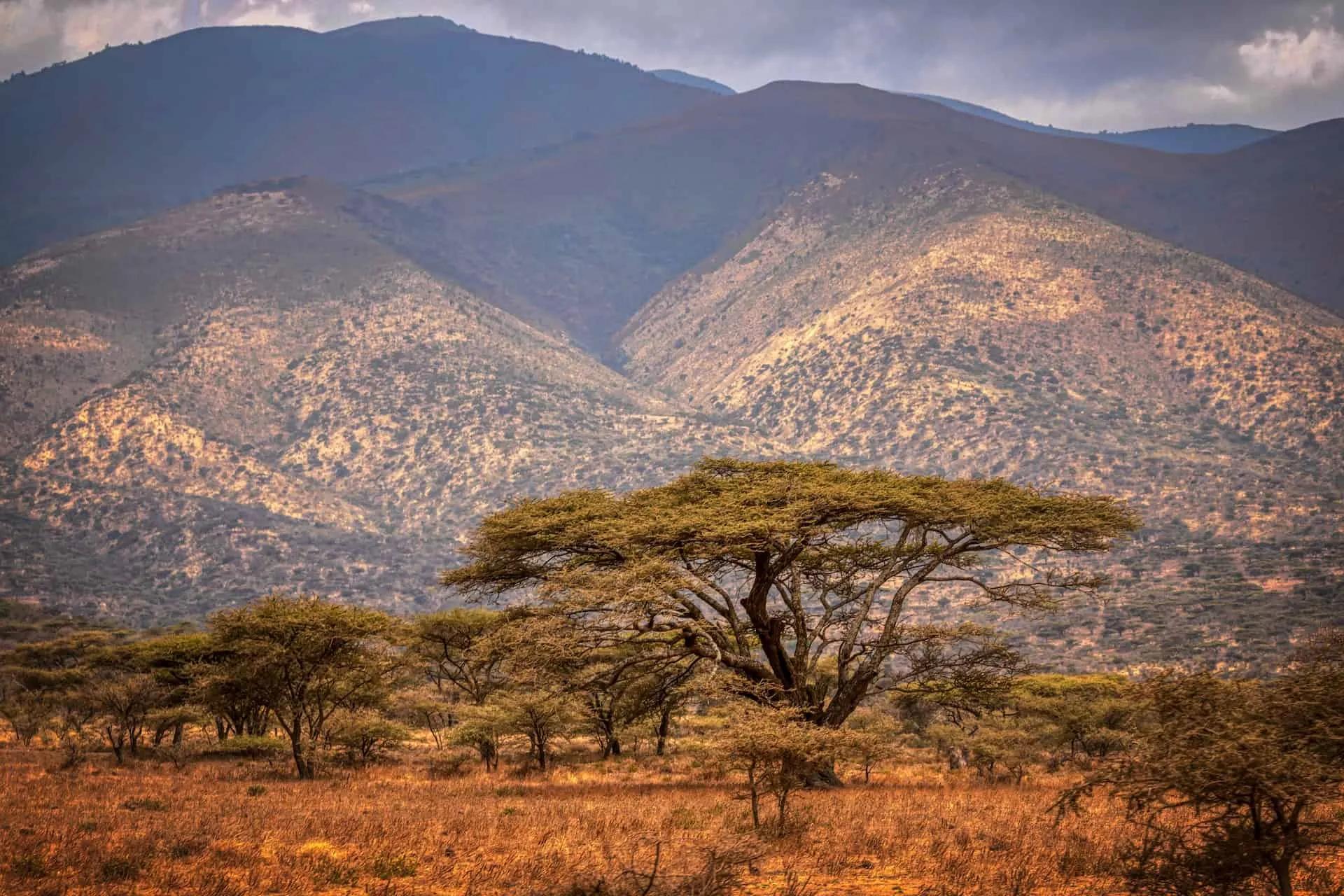 Paisagem montanhosa da Tanzânia com árvores em um campo aberto.