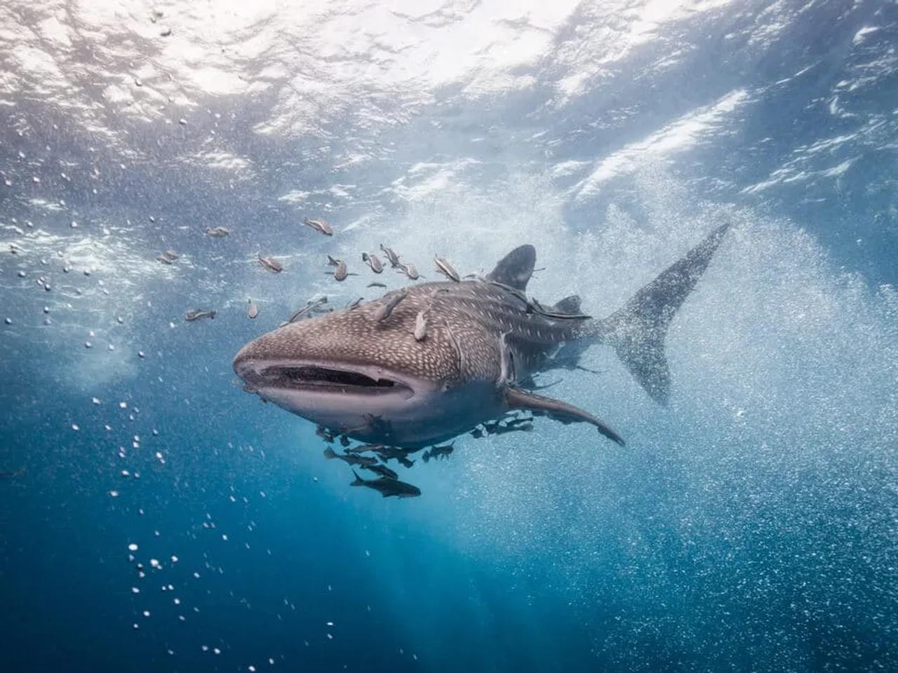 tubaroes baleia em oslob