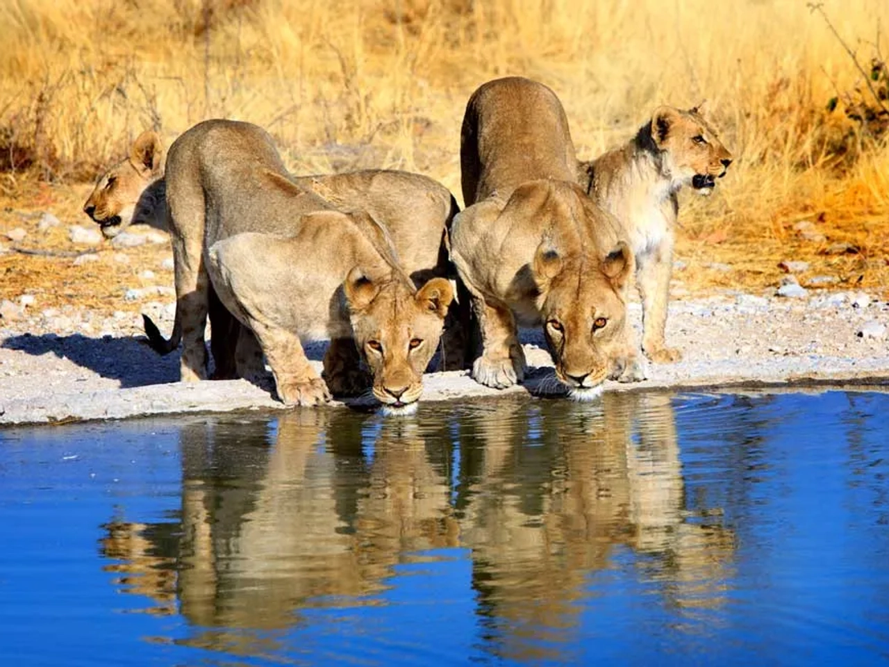 pozo con leonas en un safari en Namibia