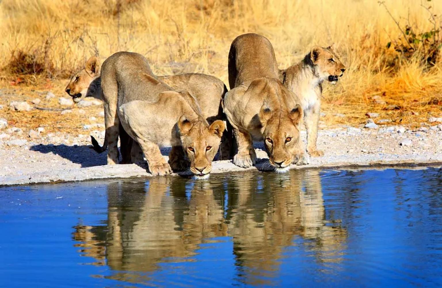 pozo con leonas en un safari en Namibia