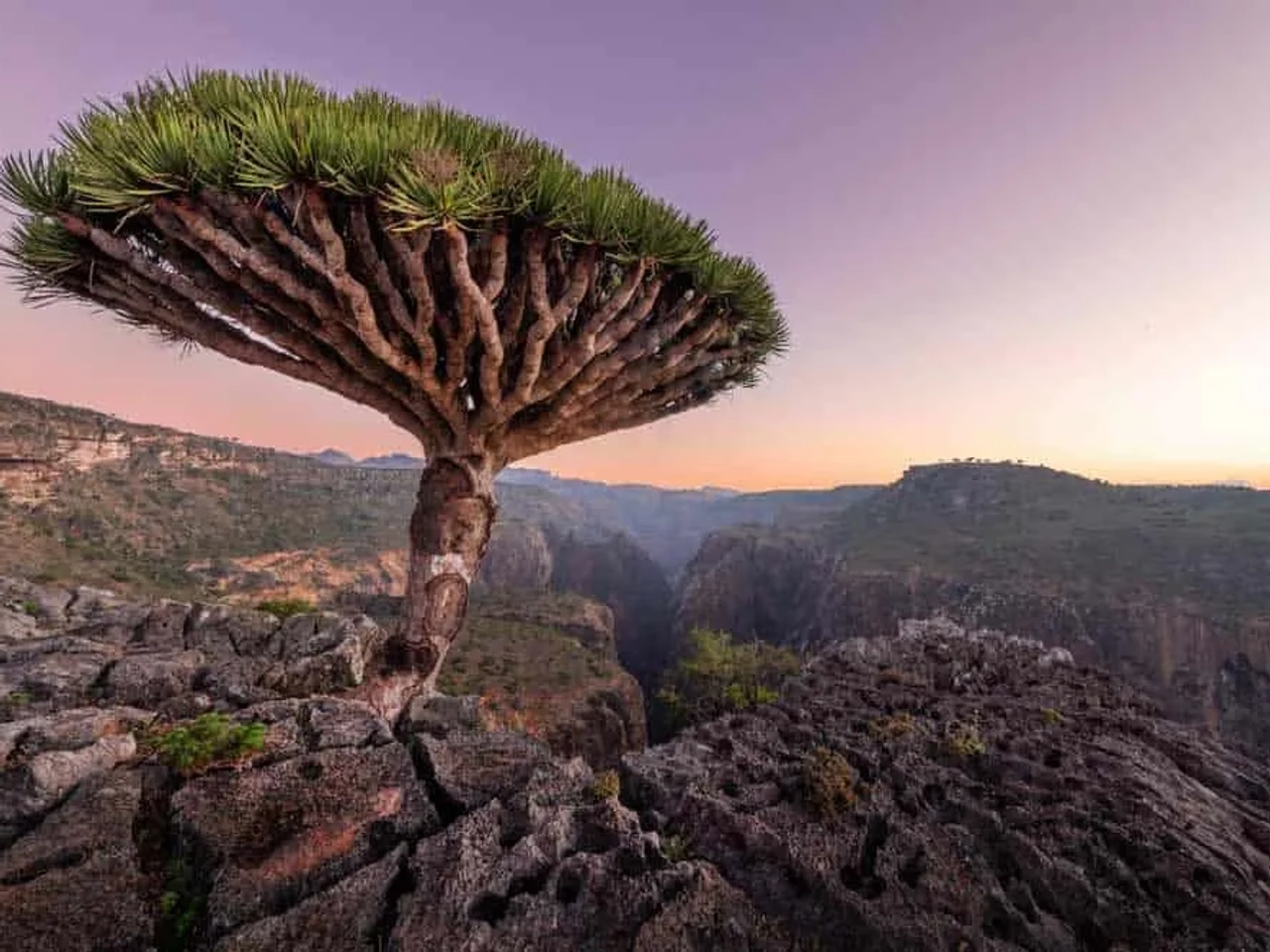 Árbol de dragón en un paisaje montañoso al amanecer.