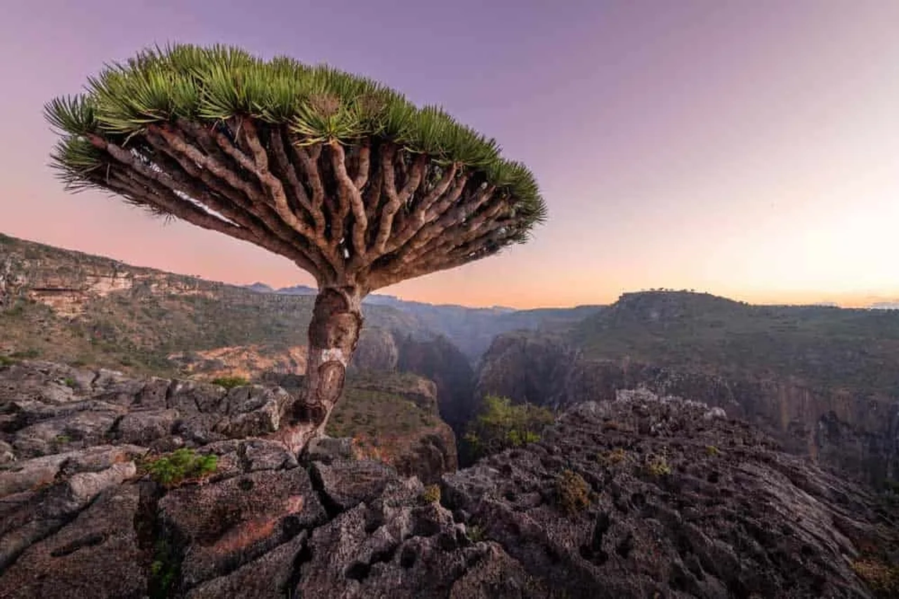 Árbol de dragón en un paisaje montañoso al amanecer.