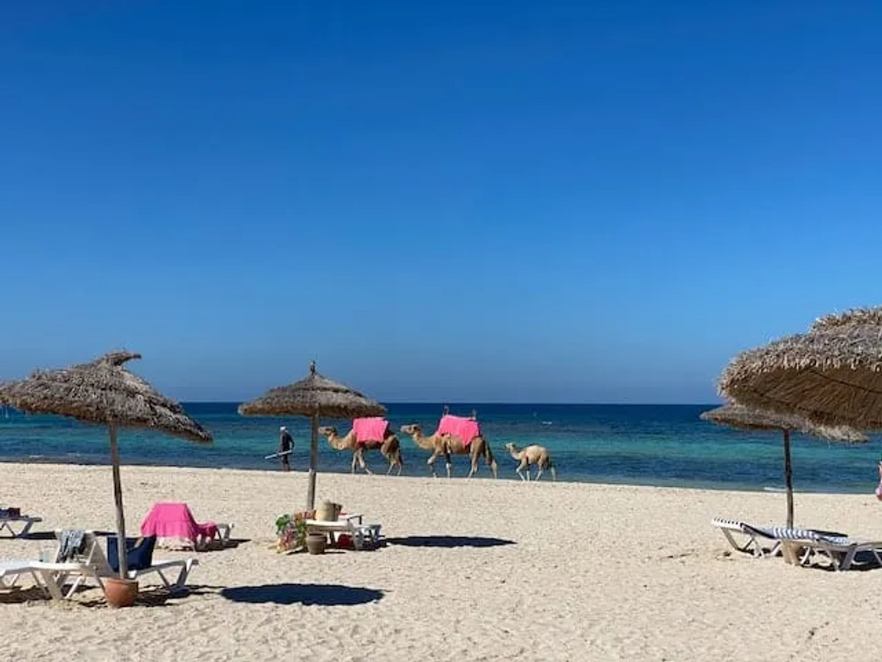 camelos a passear no meio da praia na tunisia