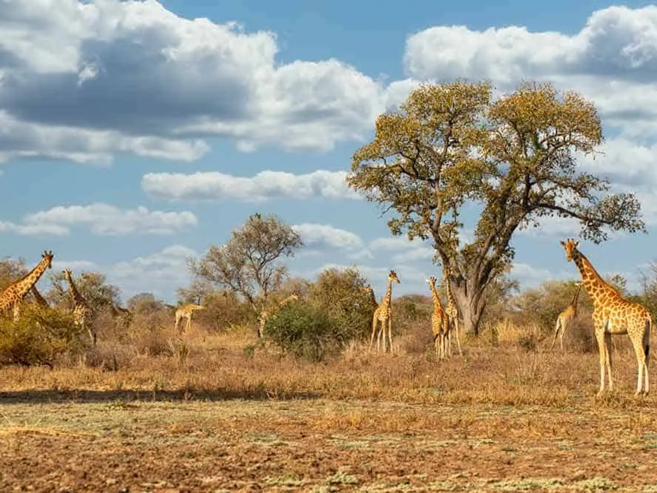 viajar protegido por Camerún
