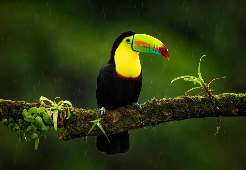 mejores meses para un viaje a Pura Vida