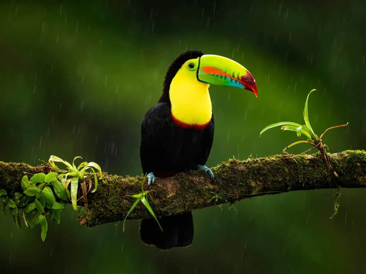 mejores meses para un viaje a Pura Vida