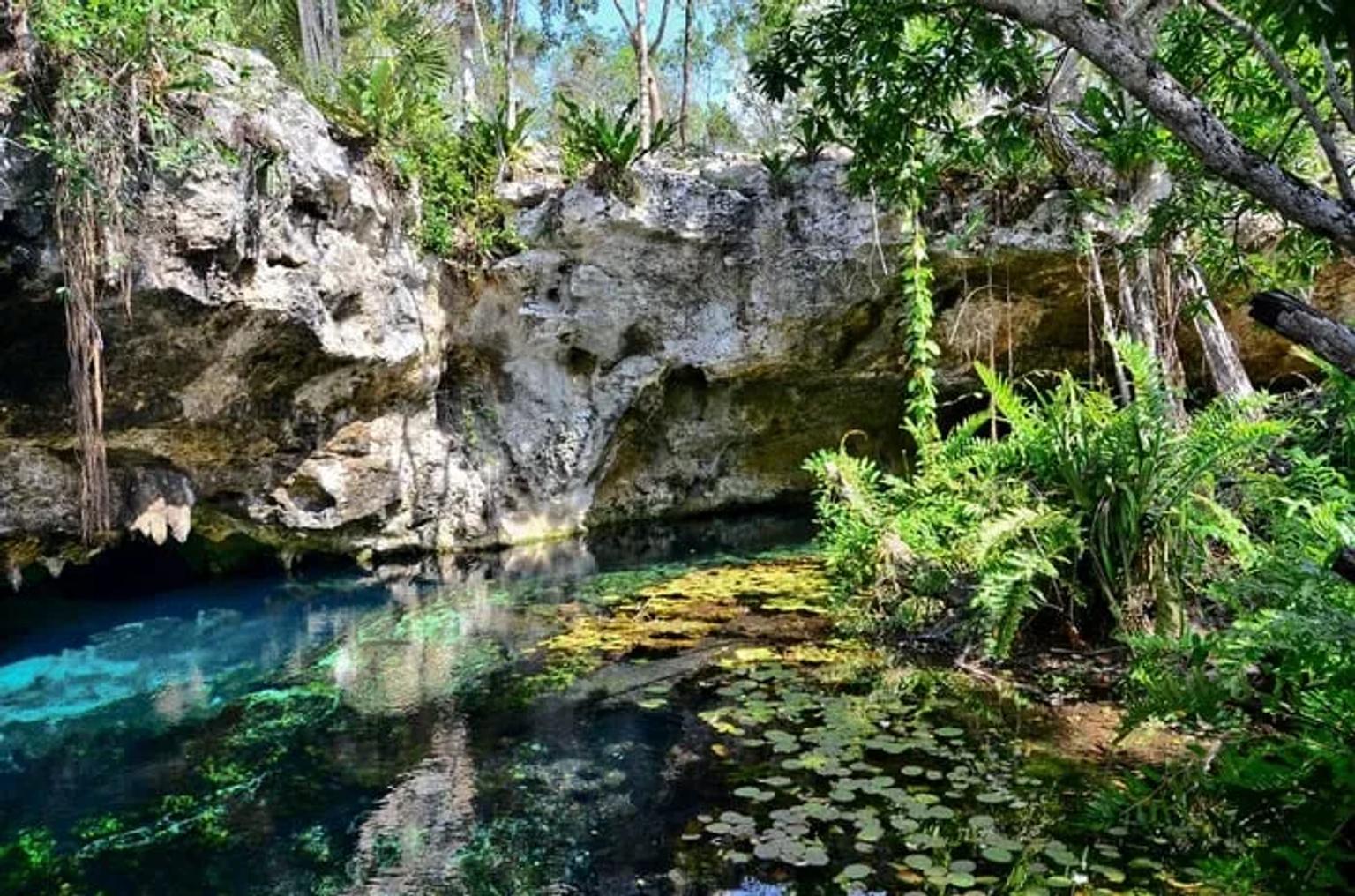 Cenote rodeado de vegetación, con agua cristalina y formaciones rocosas.