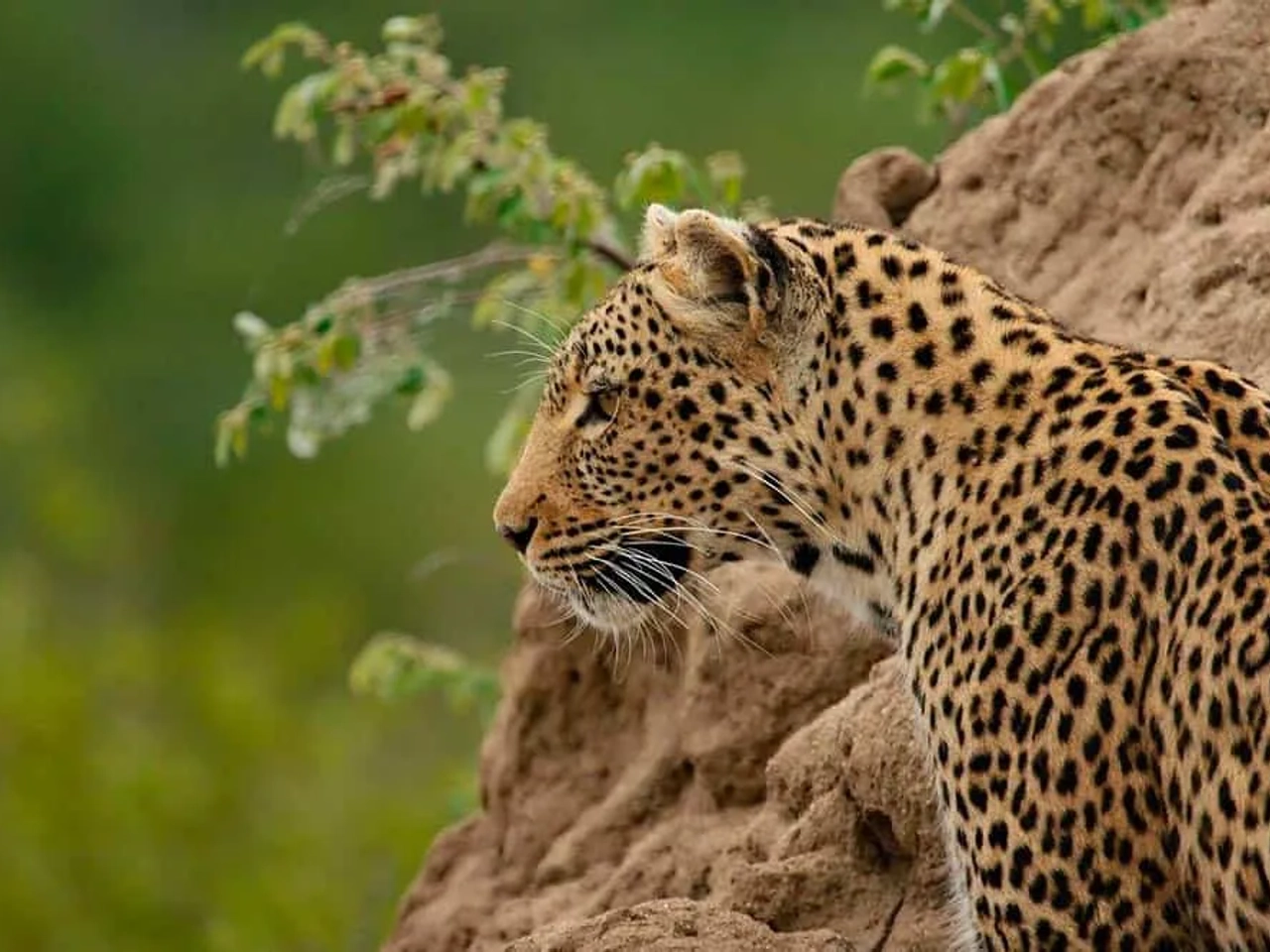 seguro de viaje a África
