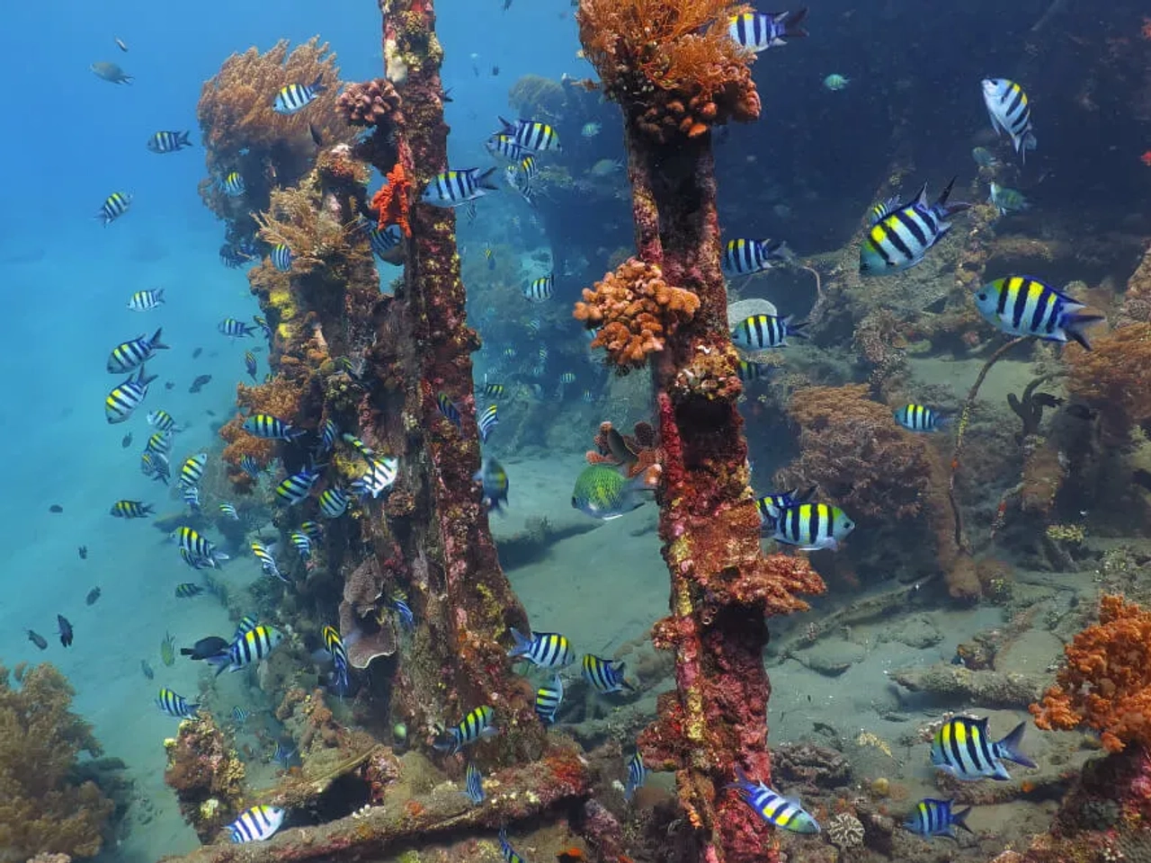 peixes nadam no meio de um navio naufragado