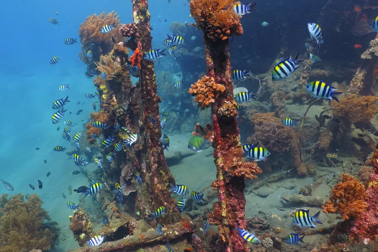 peixes nadam no meio de um navio naufragado