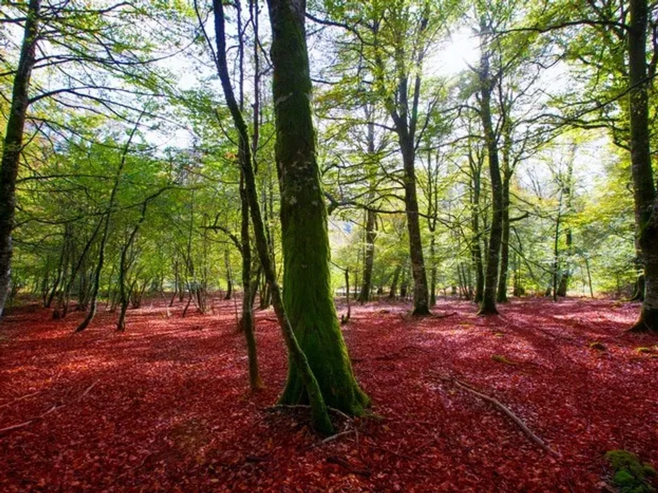Selva de Irati, Navaraa