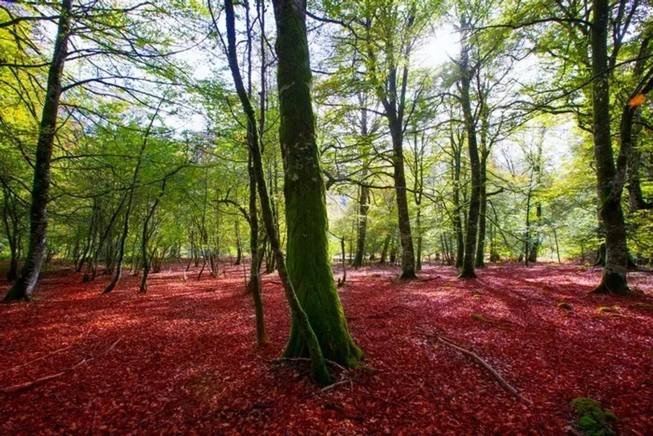 Selva de Irati, Navaraa