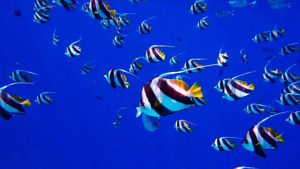 Bucear o practicar snorkel en Isla del Caño