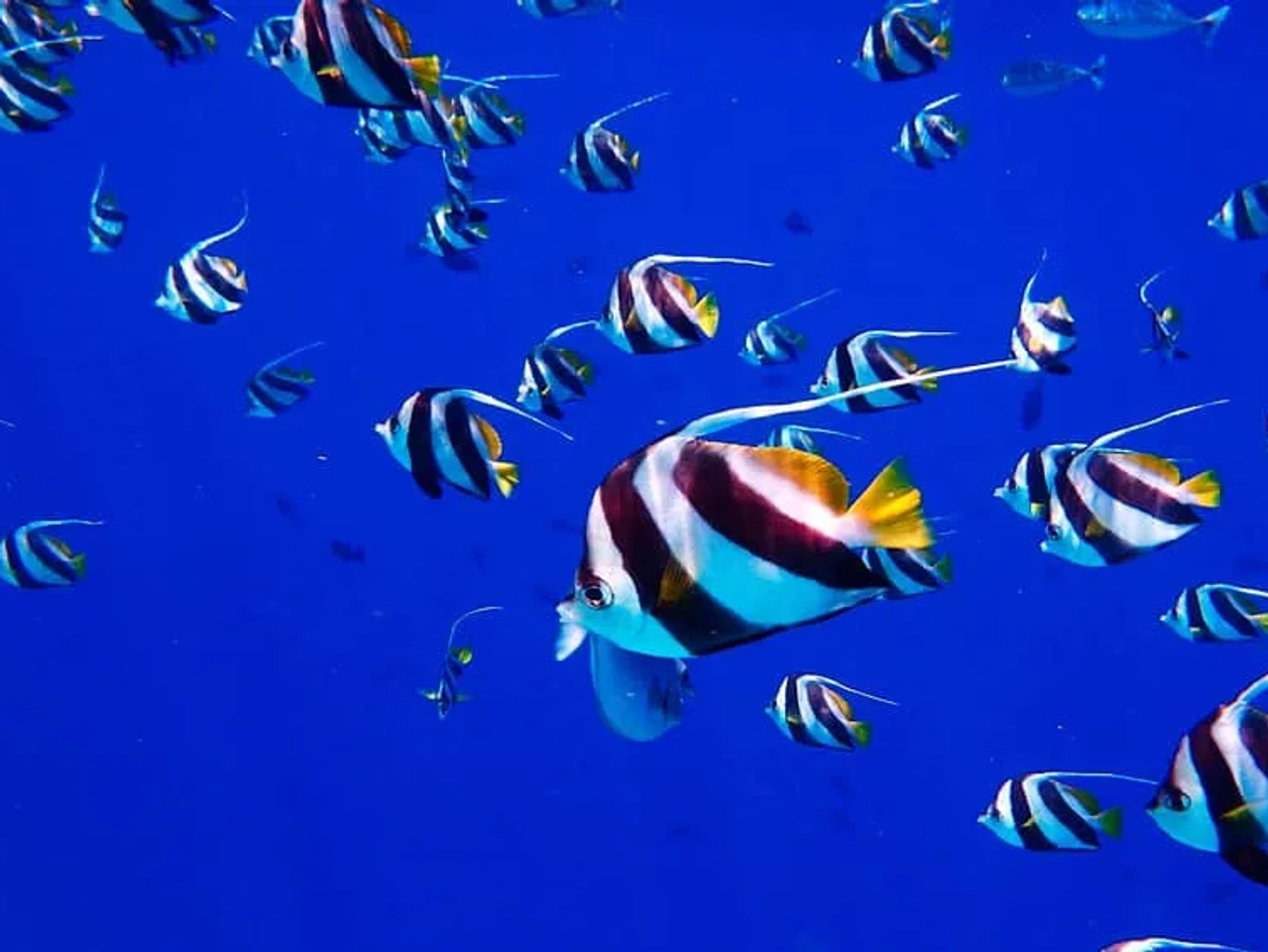 Bucear o practicar snorkel en Isla del Caño