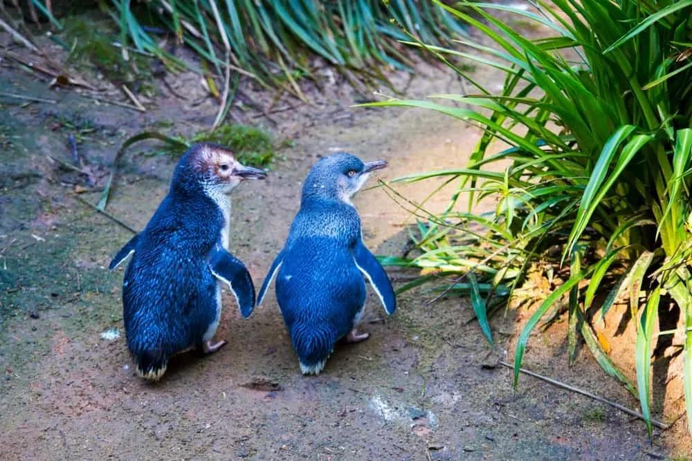 ver pingüinos en Melbourne en la Penguin Parade