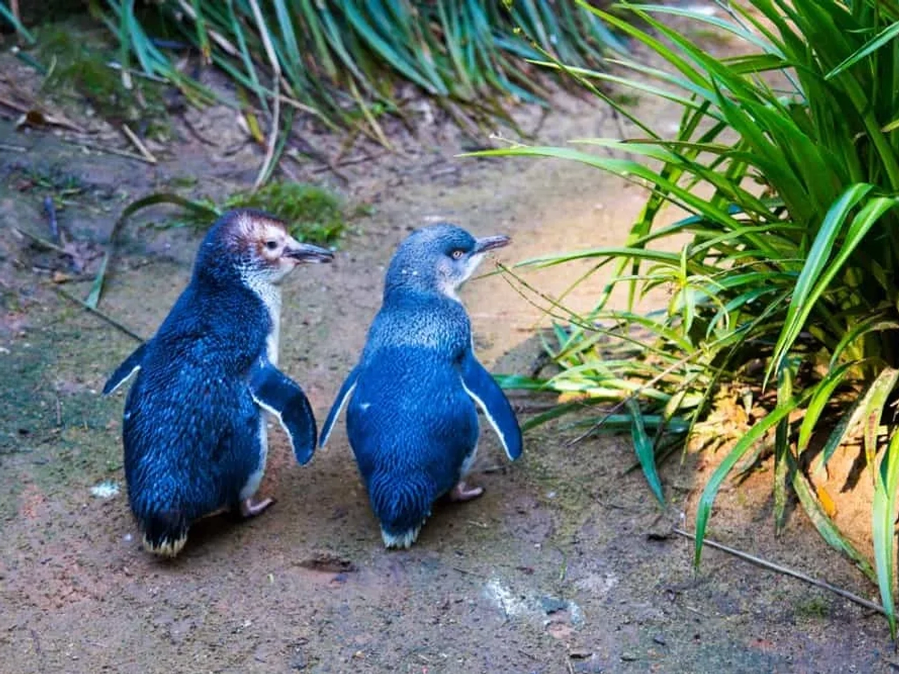 ver pingüinos en Melbourne en la Penguin Parade